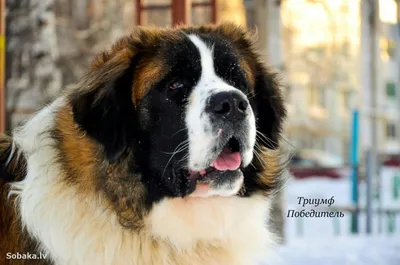 Слепая бездомная московская собака нашла дом в Швейцарии под конец 2020  года - Мослента
