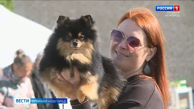 Порода собаки Московский дракон - маленькие люби 2024 | ВКонтакте