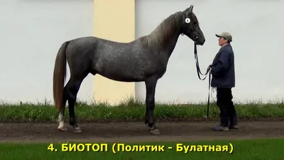 Московский конный завод N 1 | Odintsovo