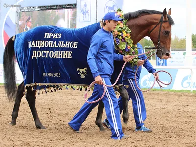 Аукцион лошадей орловской рысистой породы пройдет на МКЗ №1