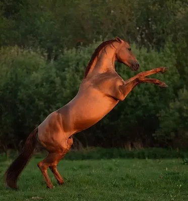 Полцарства за коня: кому совладелец полумиллиардного нефтесервисного  бизнеса продает лошадей по 3 млн рублей - oboz.info