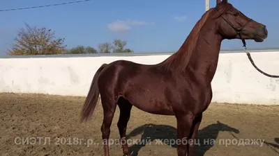 ХIX Ежегодный аукцион лошадей орловской рысистой породы - YouTube