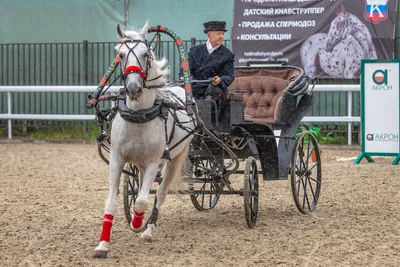 Конезавод «Восход» продал лошадей почти на 4 млн рублей