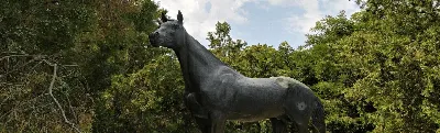Крепкая порода: как разводят племенных лошадей в ЛНР | Фотогалереи |  Известия
