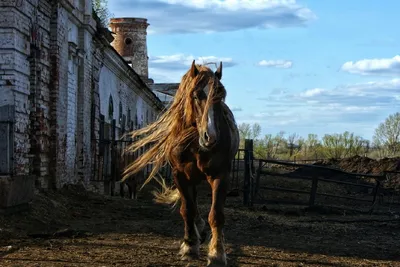 Продажа лошадей для спорта - племфермы и коневодческие хозяйства в России -  Конное Ромашково