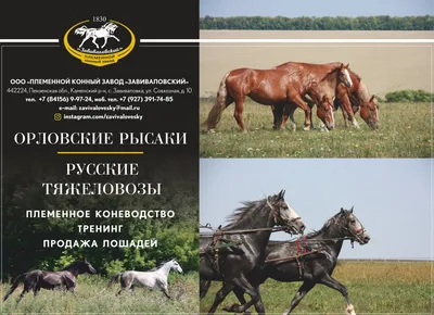 Конный завод Поворот ВП\" Продажа лошадей 2024 | ВКонтакте