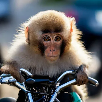 Очаровательная Мотоцикл-макака на фото