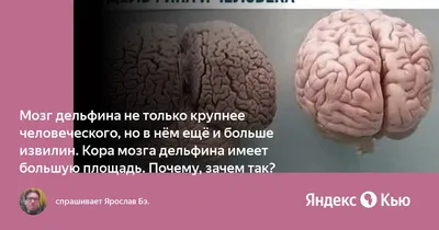Картинка мозг человека - 63 фото