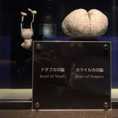 Мозг дельфина не только крупнее человеческого, но в нём ещё и больше  извилин. Кора мозга дельфина имеет большую площадь. Почему, зачем так?» —  Яндекс Кью