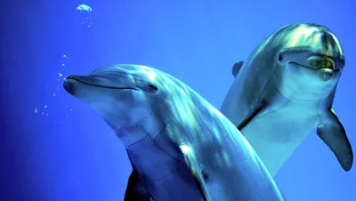 Купибилет - Мозг дельфина больше, чем человеческий. А недавно их причислили  к «личностям, не относящихся к человеческому роду». У этих животных даже  есть собственные имена, которые они получают при рождении 🐬 Дельфины