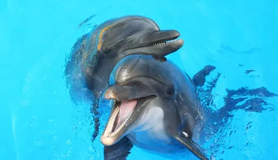 Ученым многих стран мира не дает покоя мозг дельфина. Они стараются понять,  как он устроен. Эти удивительные животные,.. | ВКонтакте