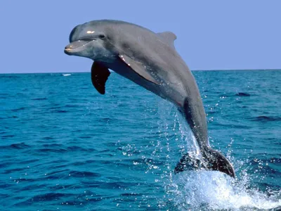 Почему у дельфинов такой крутой мозг? | Эволюция рядом | Дзен