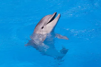 Мозг дельфинов, выбросившихся на берег, имеет признаки болезни Альцгеймера  - Техно