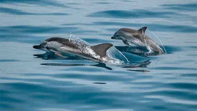 Наши подводные друзья дельфины