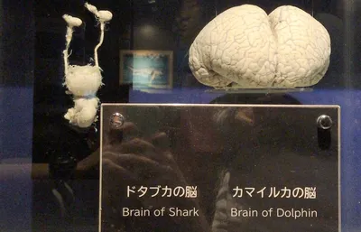 Почему дельфины спят половиной мозга и другие интересные факты | Тревел на  всю голову | Дзен
