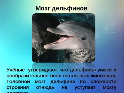 Как устроен мозг дельфинов - ЯПлакалъ