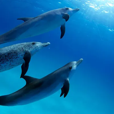 Dolphin Facts | Kyiv