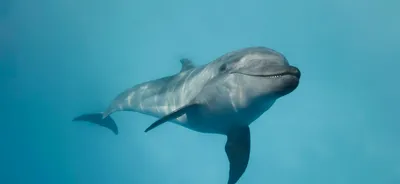 Быть дельфином | Такие дела