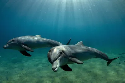 Почему акулы боятся дельфинов? Зачем их сторонятся? Неужели грозный хищник  проигрывает млекопитающему? | МИР НАУКИ: интересное вокруг | Дзен