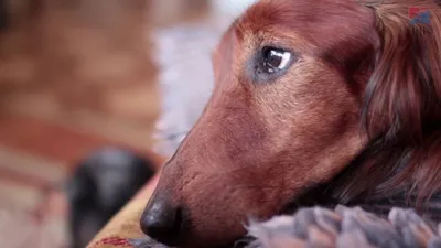Как пережить смерть собаки - Православный журнал «Фома»