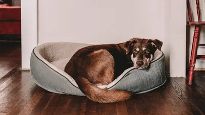 До скольки лет собаки могут рожать? | Royal Canin
