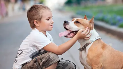 Лучшие породы собак для детей. ТОП 10