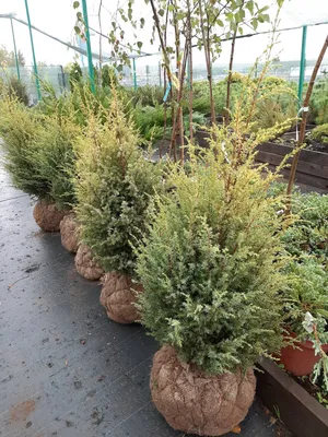 Можжевельник обыкновенный Голд Кон (Juniperus communis Gold Cone) (120-140  см) | \"Кедр\" Питомник растений в СПб