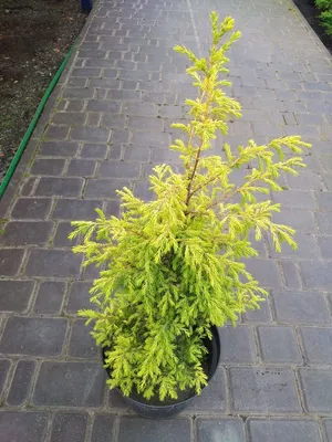 Juniperus communis 'Extra Gold Cone', Можжевельник обыкновенный 'Экстра Голд  Кон'