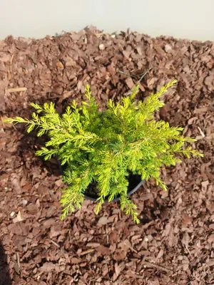 Ялівець звичайний Gold Cone 3 річний, Можжевельник обыкновенный Голд Кон,  Juniperus communis Gold Cone - купить на Агробиз, цена120 грн. - 1751232