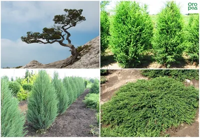 Juniperus communis 'Gold Cone', Можжевельник обыкновенный 'Голд Кон '|landshaft.info