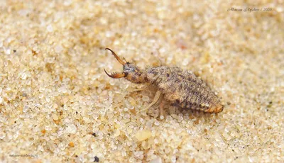 Обыкновенный муравьиный лев (Myrmeleon formicarius) - Paksi Tanösvények
