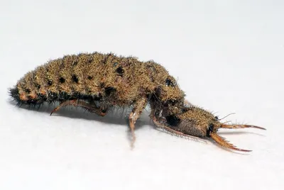 Обыкновенный муравьиный лев (Myrmeleon formicarius) - Природа Республики  Мордовия