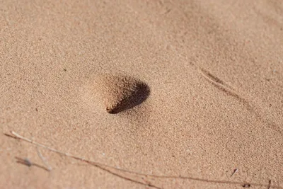 Обыкновенный муравьиный лев (Myrmeleon formicarius) - Природа Республики  Мордовия