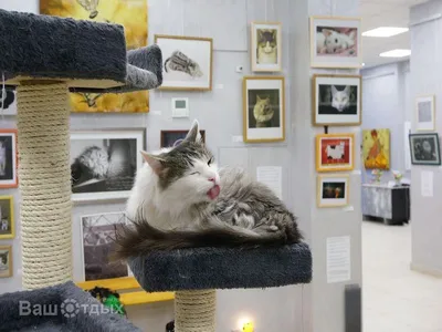 Музей кота в Минске. Адрес, цена, отзывы, время работы. Отели рядом, фото,  видео, как добраться — Туристер. Ру