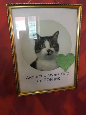 Музей кота. Минск