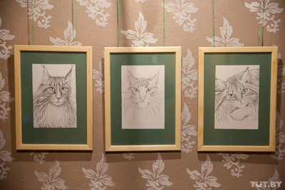 Минчанин собрал более 7 000 экспонатов котов. Его коллекция стала одной из  самых крупных в мире - Минск-новости