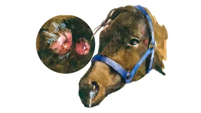 Мыт – инфекционная болезнь лошадей: диагностика и лечение