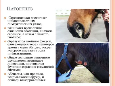 Мыт у лошадей: особенности заболевания, причины, симптомы и диагностика  мыта, особенности лечения и профилактики