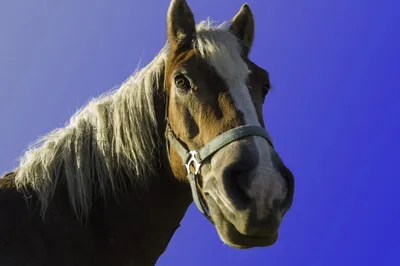 Мытьё лошади: базовые правила и рекомендации. | Дневник работы с лошадьми |  Дзен