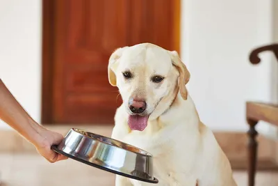 Что делать, если собака не хочет есть сухой корм, отказывается: причины,  почему собака не ест корм
