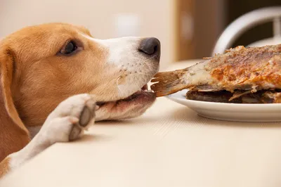 Почему собака постоянно хочет есть | Пикабу