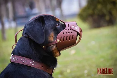 Source Лидер продаж, регулируемая намордник для собак, мягкая дышащая  нейлоновая маска для защиты от укусов, намордники для собак on m.alibaba.com