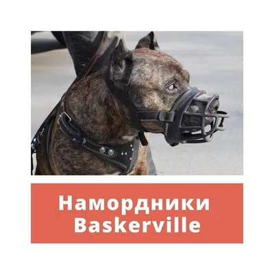 Незрячий петербуржец потребовал в суде отменить намордники для собак-поводырей  в метро - Газета.Ru | Новости