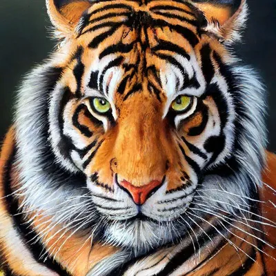 Очень красивый нарисованный тигр» — создано в Шедевруме