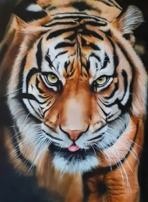 Тигр картинки рисунки - 81 фото