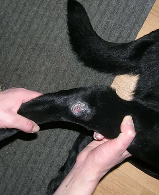 Управление ветеринарии Брянской области - Гиперкератоз у собак: причины  возникновения и способы лечения патологии