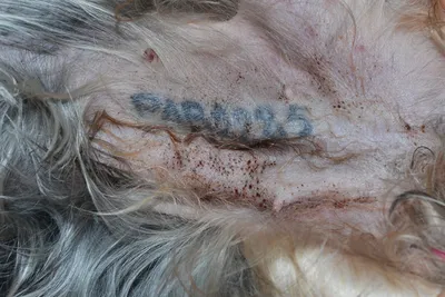 Липома (жировик) у собаки - симптомы, лечение, фото