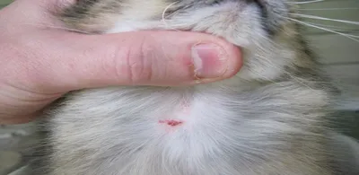 Прыщи у собак: фото, причины и лечение от Ветеринара Дерматолога