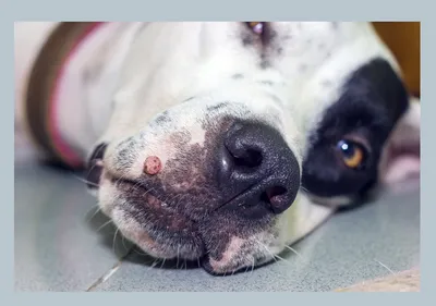 Оральный папилломатоз (папилломы) собак | Ветеринарная клиника доктора  Шубина