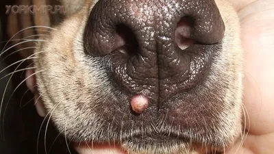 Папилома у собак | Dog-Food | Дзен